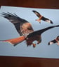 RED KITE PHOTOGRAPH 16x12