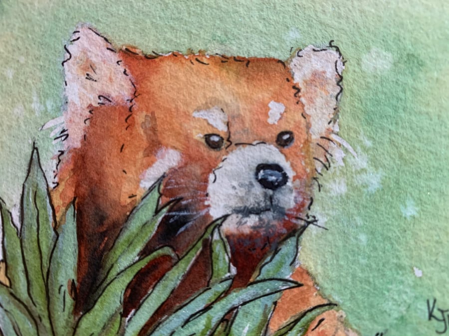 watercolour of a red panda - ACEO - free UK postage 
