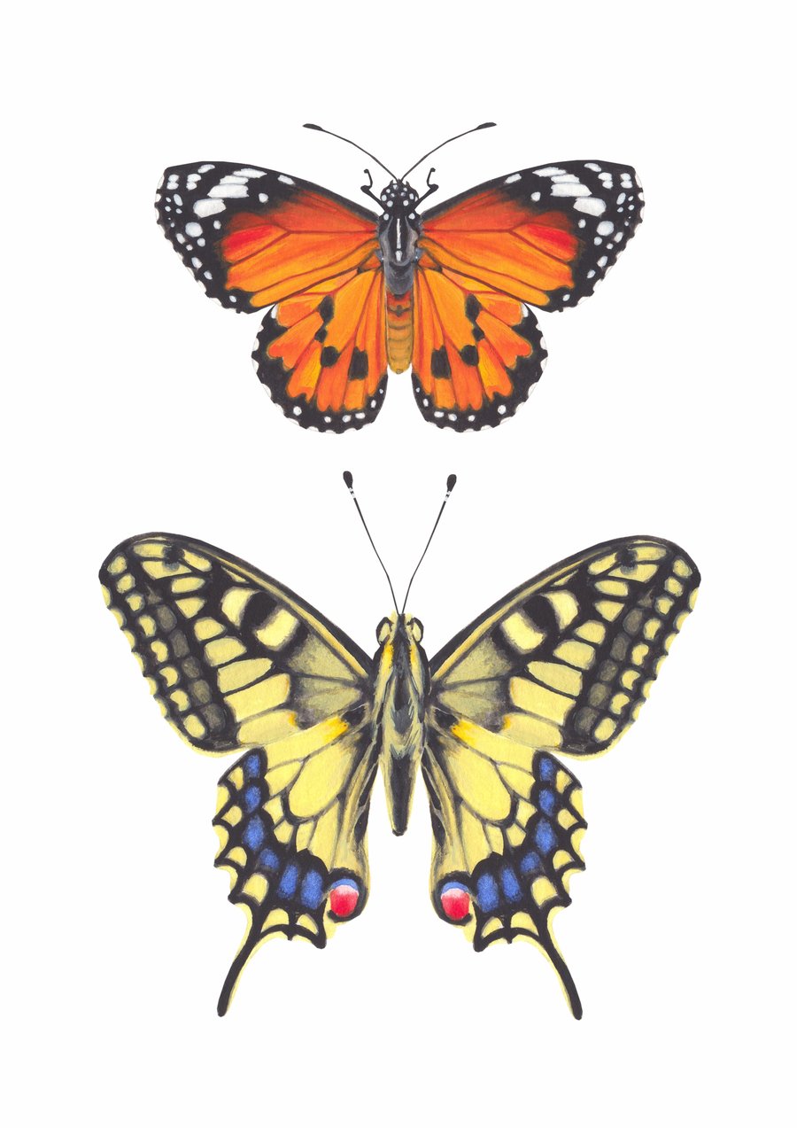 Tropical Butterflies A5 Digital Print