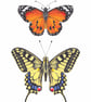 Tropical Butterflies A5 Digital Print - Image 1