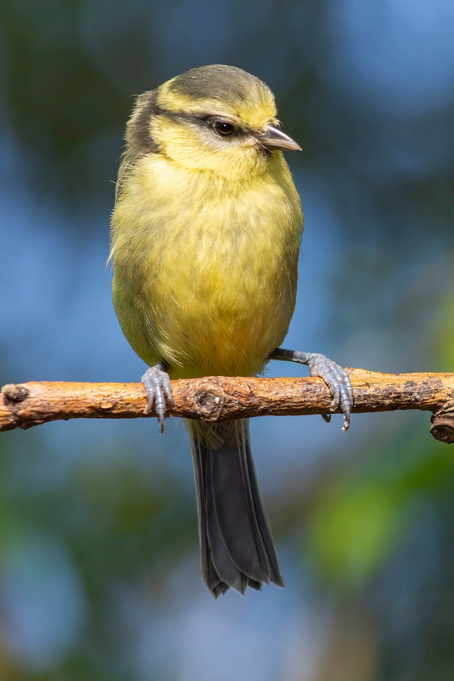 Young Blue Tit upright print