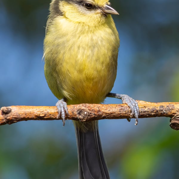 Young Blue Tit upright print