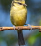 Young Blue Tit upright print - Image 1
