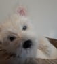 West Highland Terrier, dotpebblesknits Knitted Design