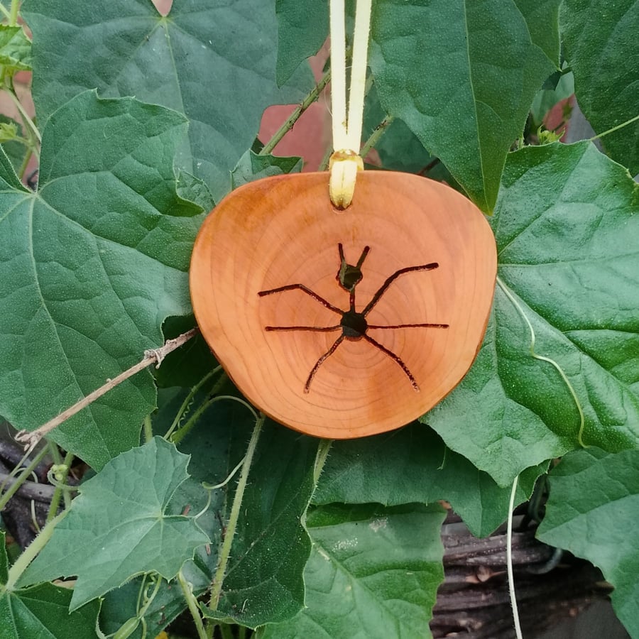 Six legged scots pine bug.