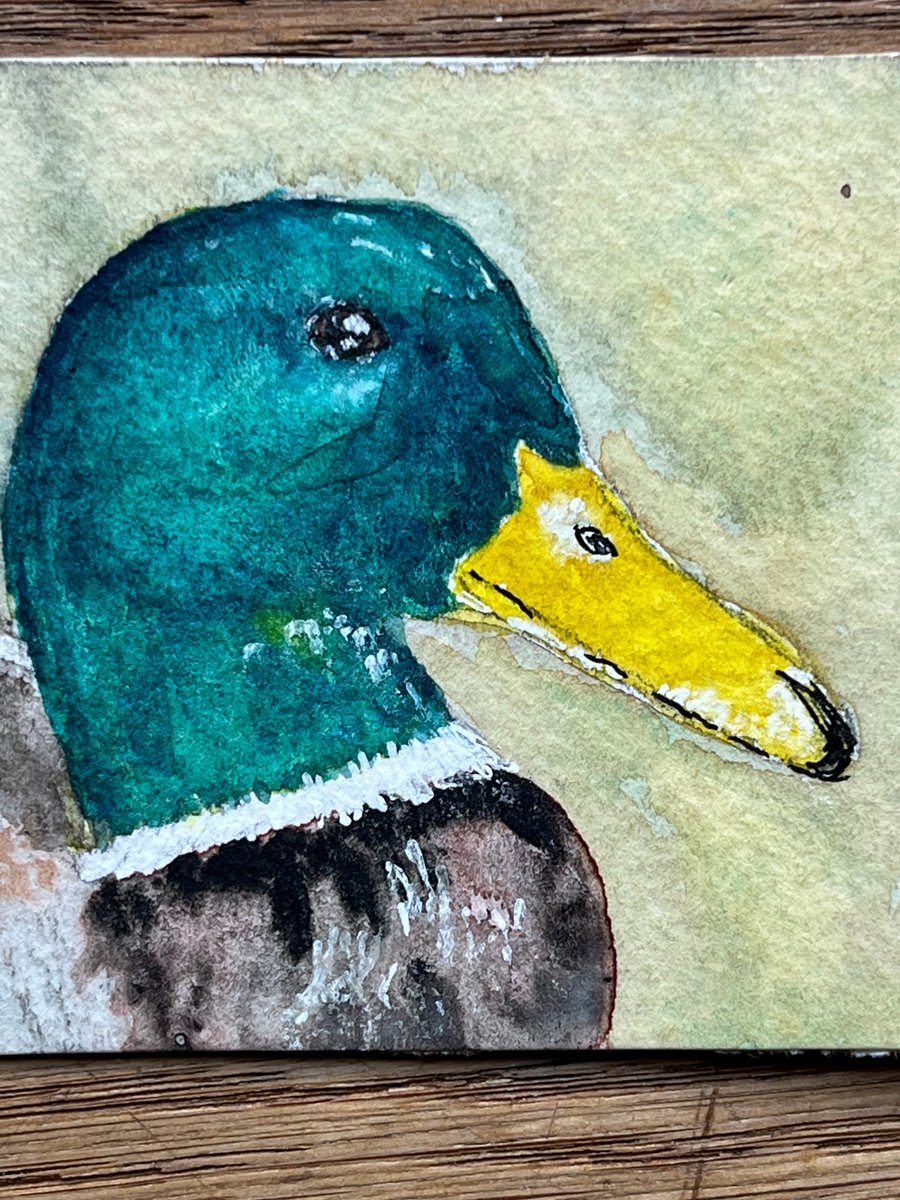 Watercolour of a Duck ACEO - free UK postage 