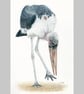 Marabou Stork Original Coloured Pencil Bird Drawing - Image 3