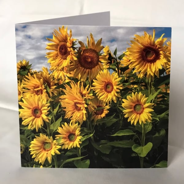 Photographic Greetings Card - Sunflowers
