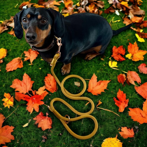 Handmade Gold Paracord Dog Lead: Strong UK-Crafted Rope Leash