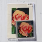 Photo card & acrylic coaster of a peach coloured Rose
