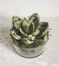 Paper Succulent I  - Image 1