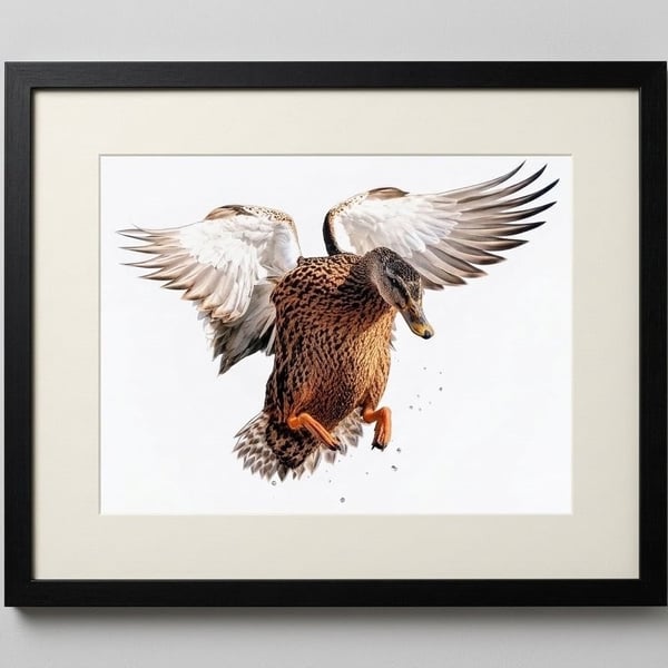 Flying Mallard