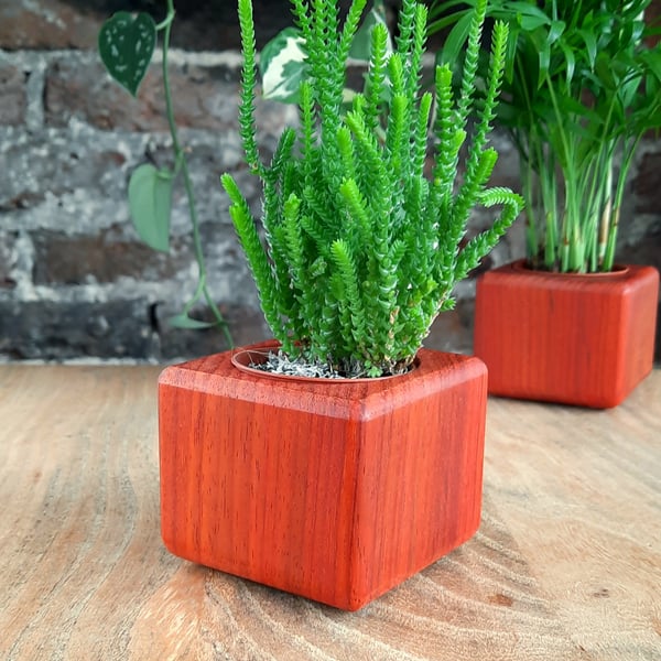 Succulent Cactus Nursery Plant Pot - Padauk - Contemporary Hygge