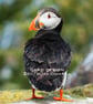 Exclusive Handmade Puffin Greetings Card on Archive Photo Paper - Image 2