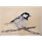 Coal Tit