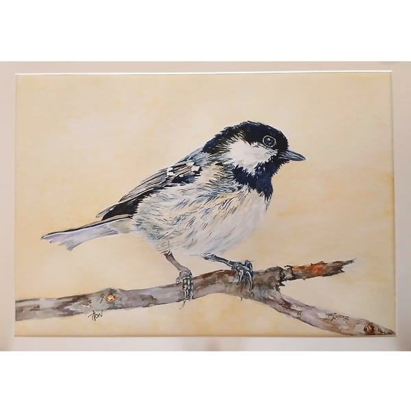 Coal Tit