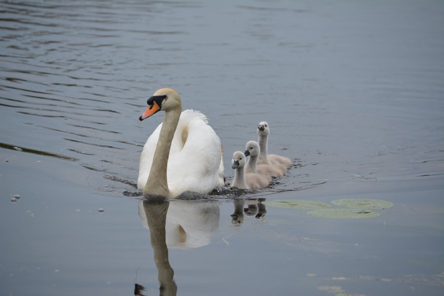 Photograph Greeting Card Swans on Norfolk Fen A5