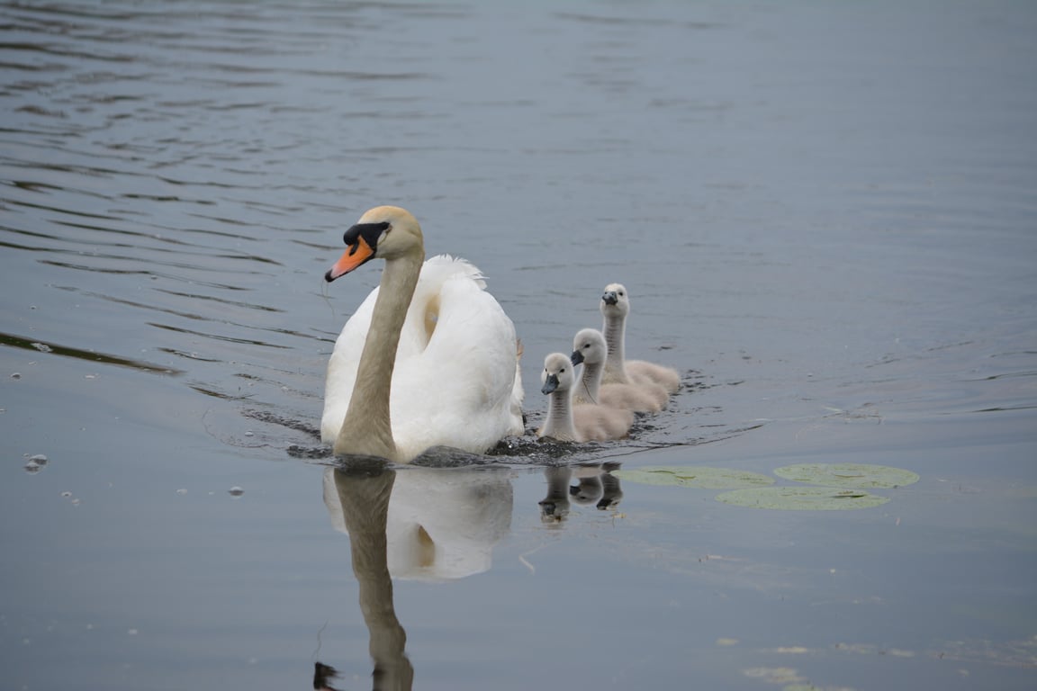 Photograph Greeting Card Swans on Norfolk Fen A5