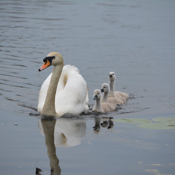 Photograph Greeting Card Swans on Norfolk Fen A5