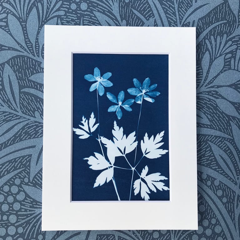 Cyanotype Original Art,Wood Anemones soak up the sun.