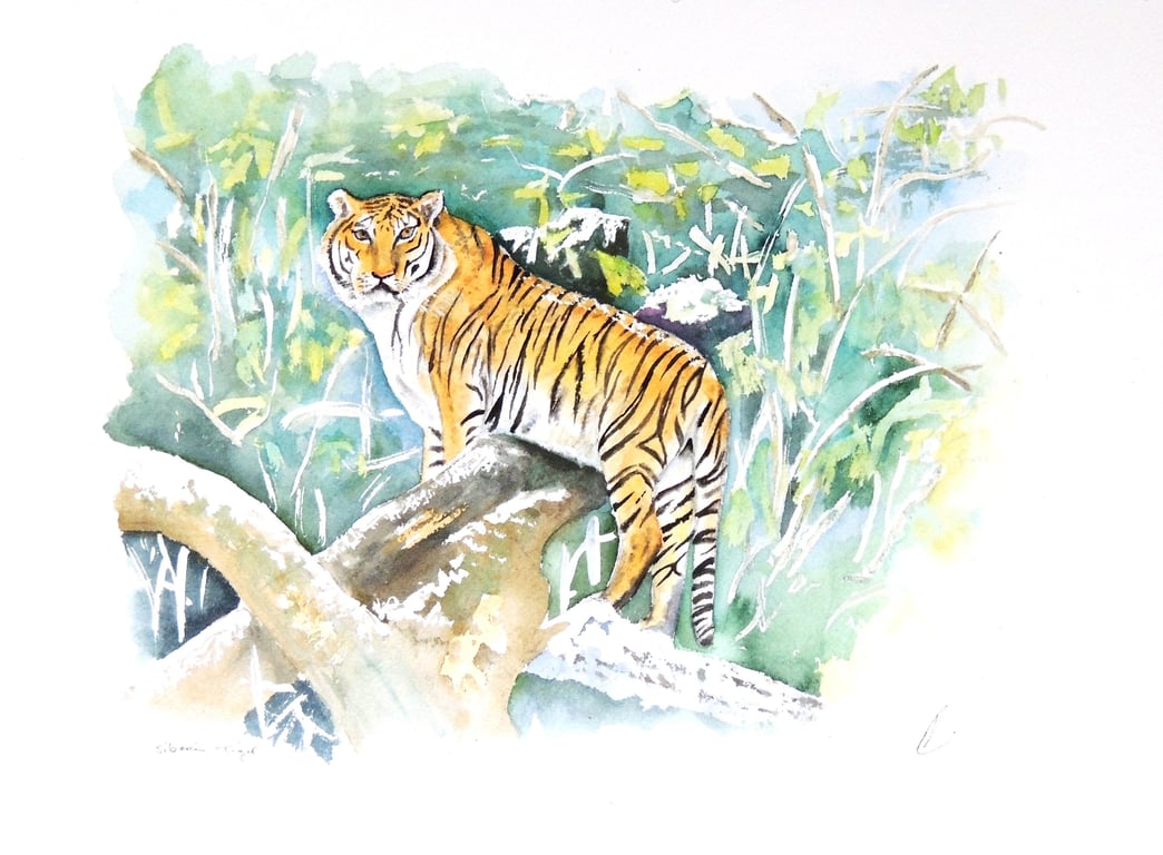 Tiger Original Watercolour Painting Large Cat Fine Art