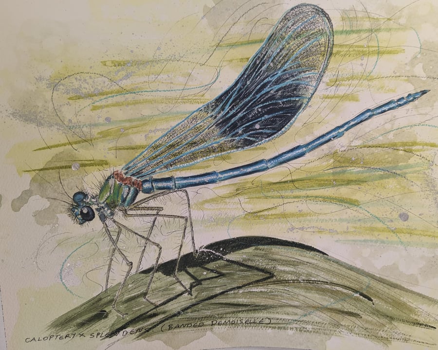 Banded Demoiselle, a signed print of an original painting