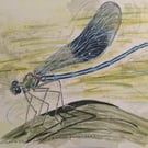 Banded Demoiselle, a signed print of an original painting