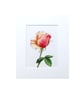  Original Painting Watercolour Rose Floral Art Painting  - Image 6