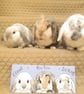 Pet Animal Portrait Hutch Shed Custom Painted Sign L top holes for 3 or 4 pets - Image 3