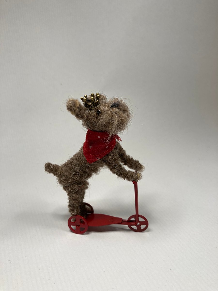  Daisy - Scooter Terrier Extraordinaire 