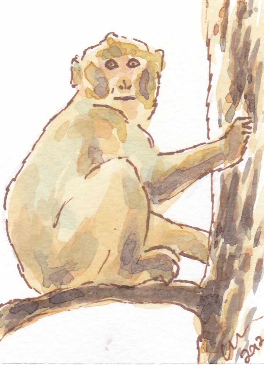 ACEO Animal Art Barbary Macaque Original Watercolour and Ink Painting OOAK 