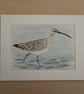 Curlew in frame - Image 4