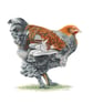 Greetings Card - Blank - Fancy Chicken - Image 3