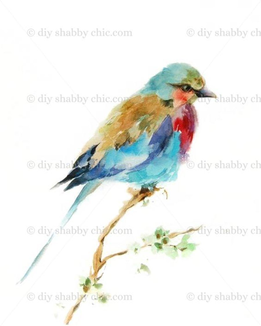 Waterslide Furniture Vintage Image Transfer DIY Shabby Chic Art Watercolour Bird