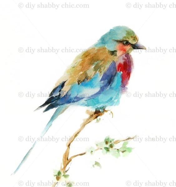 Waterslide Furniture Vintage Image Transfer DIY Shabby Chic Art Watercolour Bird