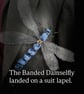 Banded damoiselle brooch - Image 3
