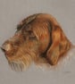 Wirehaired Pointer Dog Fine Art Print - Image 3