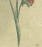 Phoenix Lily lino cut print - Image 2