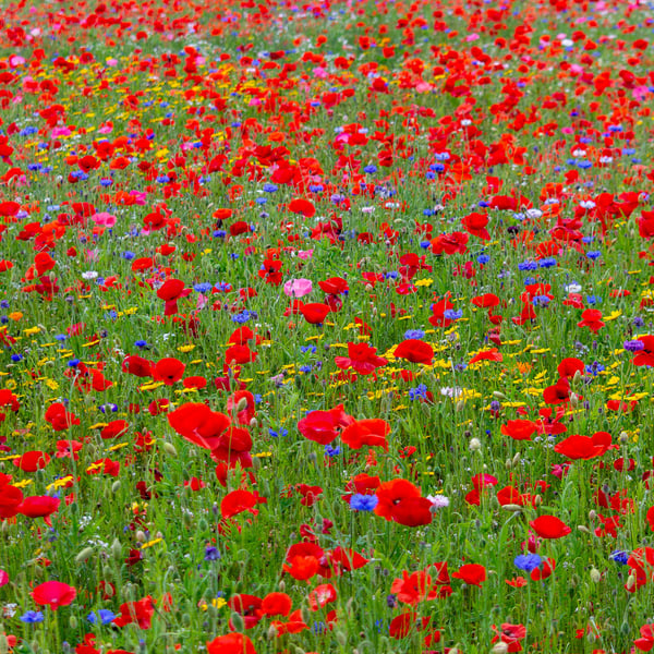 Explosion of flowers print