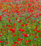 Explosion of flowers wall art print - Image 2