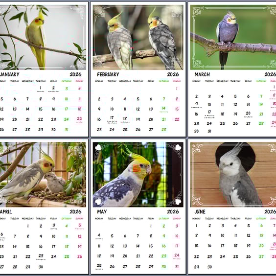 2026 A4 Calendar Cockatiels Pet Birds 