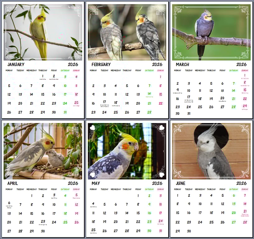 2026 A4 Calendar Cockatiels Pet Birds 
