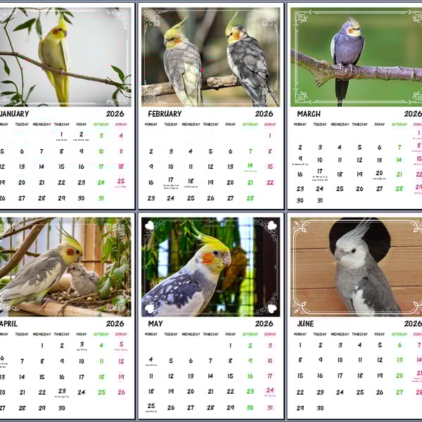 2026 A4 Calendar Cockatiels Pet Birds 