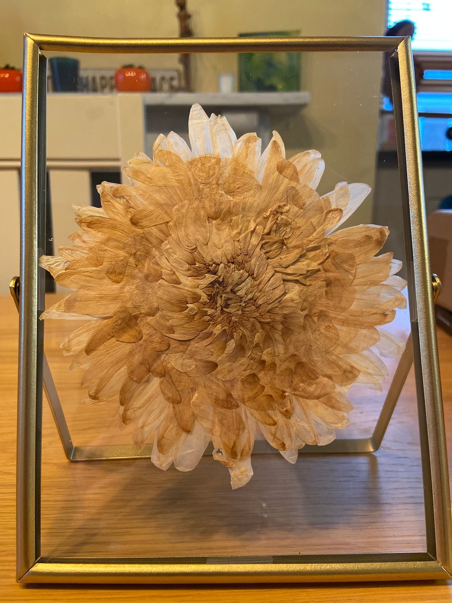 Pressed White Dahlia Botanical Art on perspex glass and gold metal frame