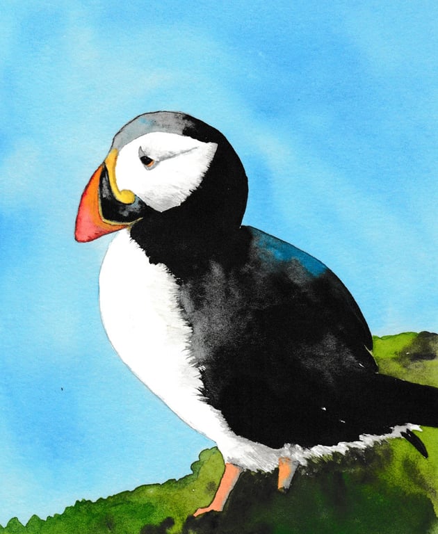 Puffin