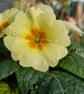 Whimsical Spring Garden handmade wall decoration, keepsake yellow and brown - Image 6