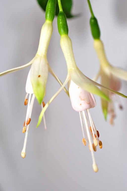 White Fuchsia Hawkshead Summer Flower Photograph Print