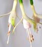 White Fuchsia Hawkshead Summer Flower Photograph Print