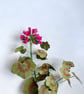 Paper Geranium - Crimson - Image 5