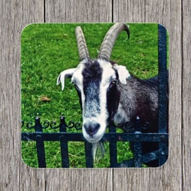 Seconds Sale. End of line product. Coasters. Friendly Goat at a gate. 